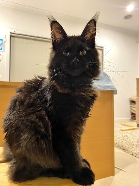 Salem (Our second Queen, 5 months old)