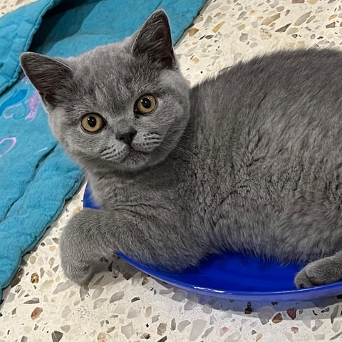 Blue Cuddleton British Shorthair Kitten