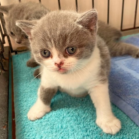 Cuddleton British Shorthair Kitten