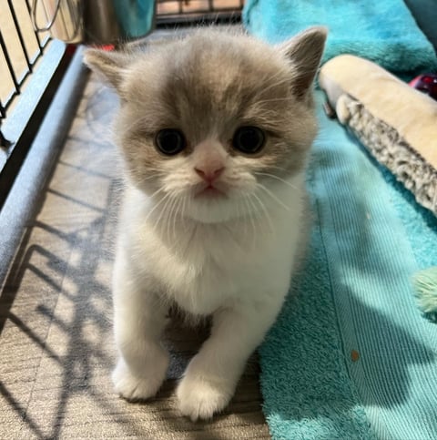 Cuddleton British Shorthair Kitten
