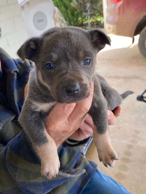 Male Kelpie pup 'Bluey'