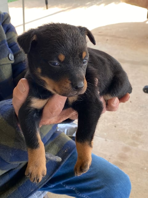 Black collar female 'Emma'