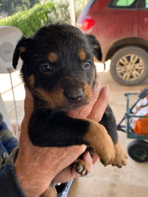 Pink collar female 'Bingo'