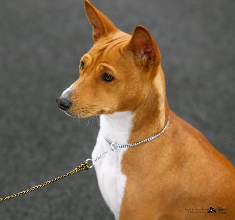 BASENJIS AUSTRALIA