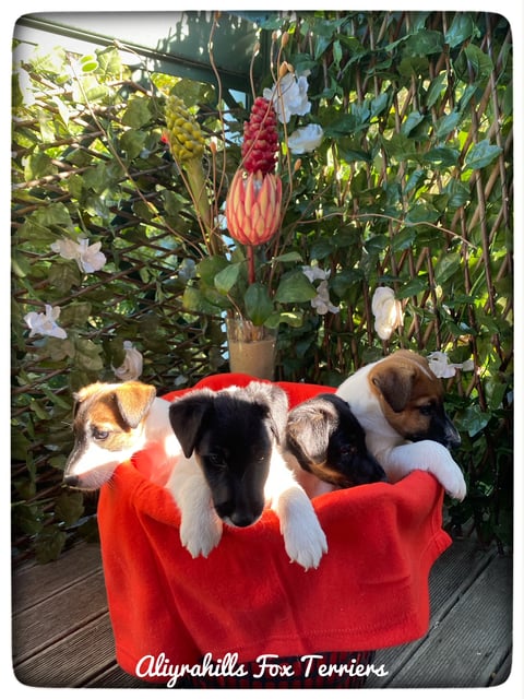 Aliyrahills Fox Terriers