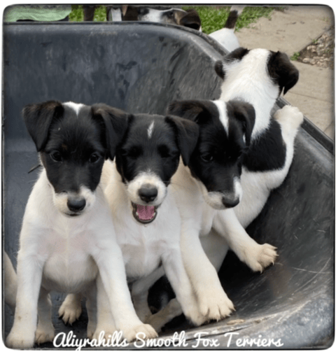 Aliyrahills Smooth Fox Terriers