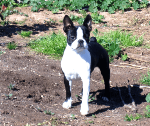 LAEXOTICA Boston Terriers 