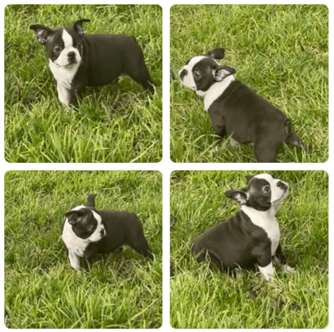 LAEXOTICA Boston Terriers 