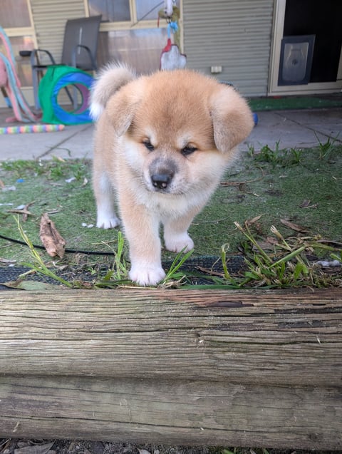 Current litter 