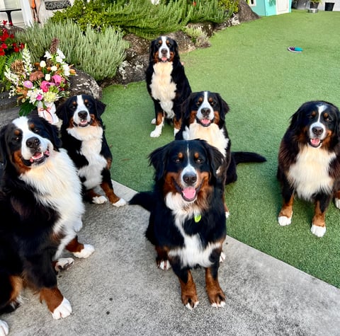 The Crew