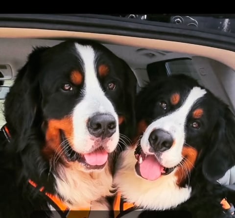 Happy and Healthy Dogs!
