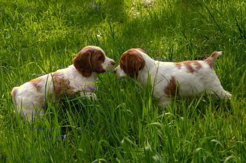 Kylibri Brittany Puppies