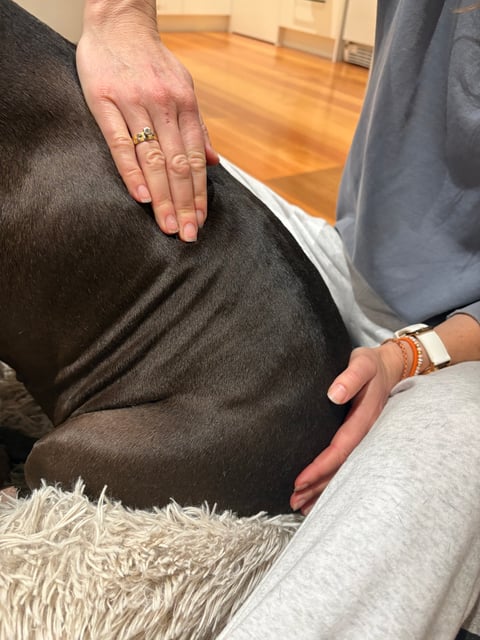 Staffy enjoying a canine massage