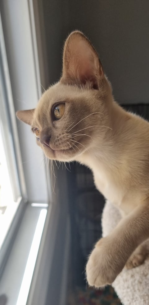 profile (2)