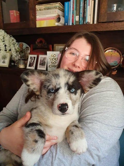 A beautiful baby blue merle