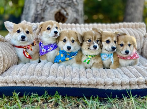 Griffinspark Welsh Corgi’s