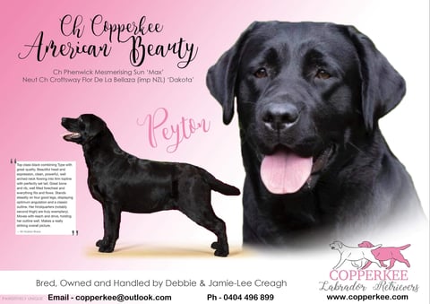 Ch Copperkee American Beauty 