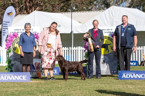 Ch Copperkee American Hustler 