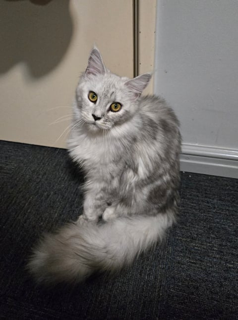 Jazmine - Elegant Maine Coons