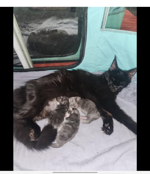 Iris - dam - Elegant Maine Coons