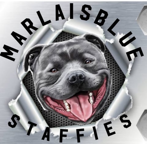 Marlaisblue Staffies Facebook Page
