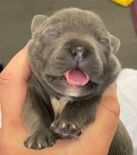 Current Marlaisblue Staffies pup