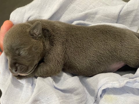 Currently 6 Marlaisblue Staffy pups available 