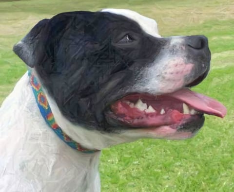 Ch Powerpaws Beyond TheLaw d 