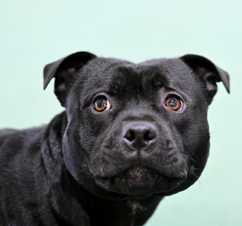 Ch Powerpaws Outlander 