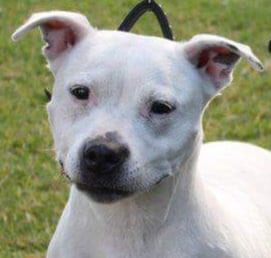 Ch Powerpaws Ice Carving