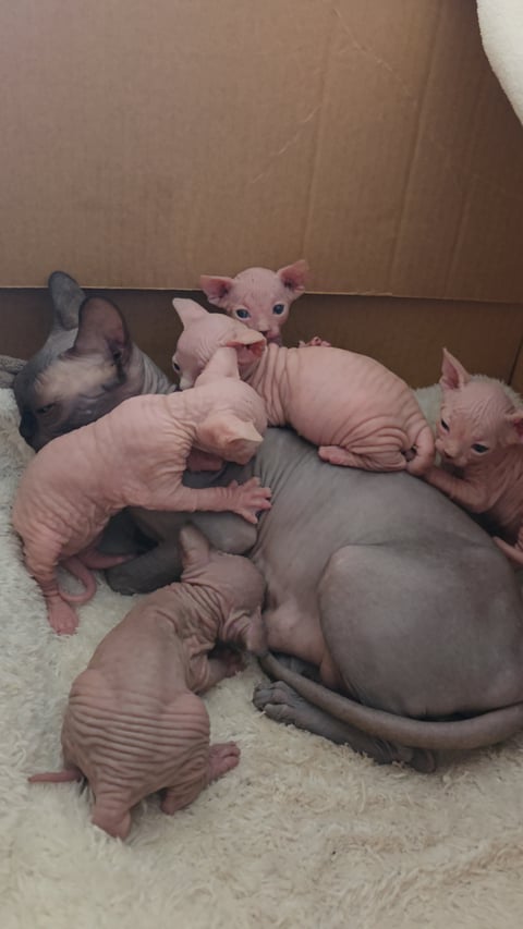  LUXE Spyhnx Cat Breeder - Brisbane, QLD