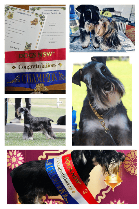 The Champion collage