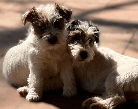 Burbunya Jack Russell Terrier Puppies