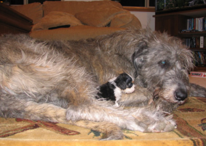 Brogue cuddling Fizgig (Puppy)