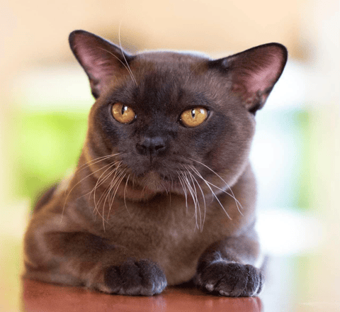  Riokay Burmese - Gold Coast, QLD