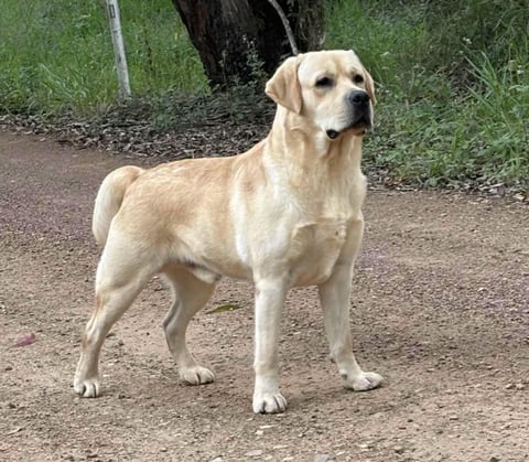 Aus Ch Eraky Iamastrongone 