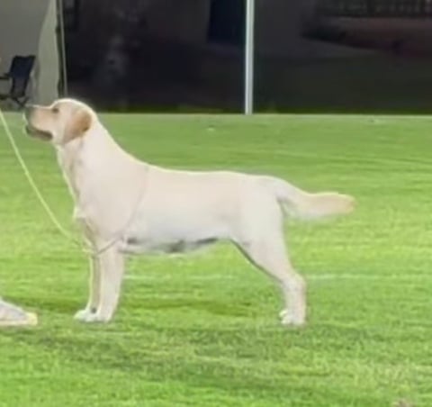 Desiree - Gspadeb Labradors