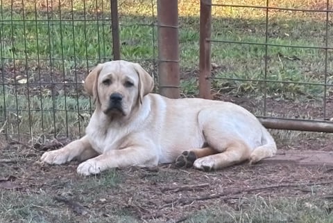 Arabella - Gspadeb Labradors