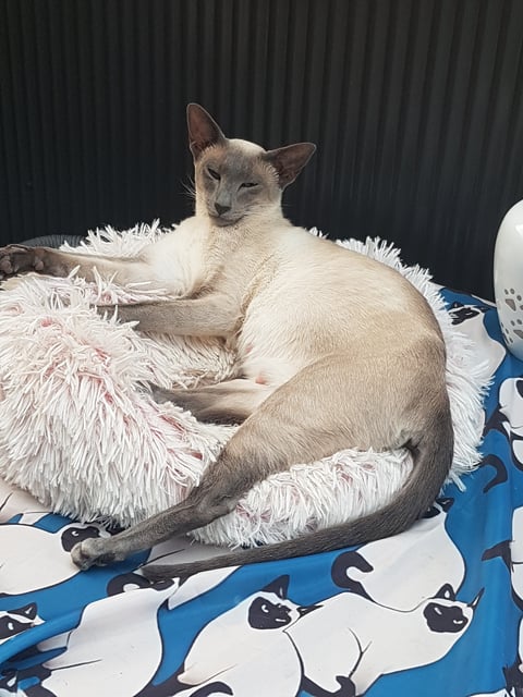 Blue point Cleopatra