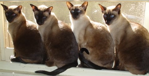 Seal point sunseekers