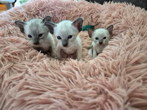 Three seal point Siamese babies