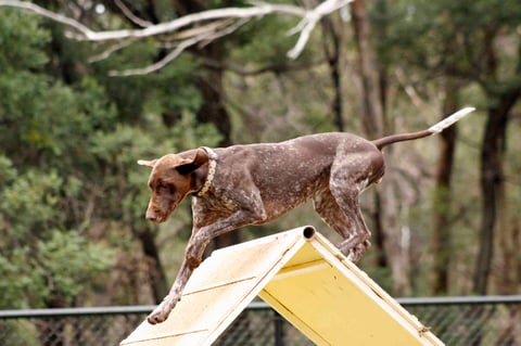 Ag CH Fenrik Murphy's Outlaw ADM JDM ADO JDO GDM