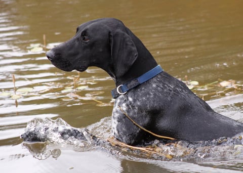 Pace von der Madlage (Germany)ADM JDM ADO JDO GDM