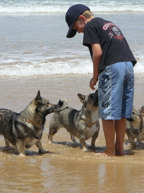 Kids and Swedish Vallhund go well together