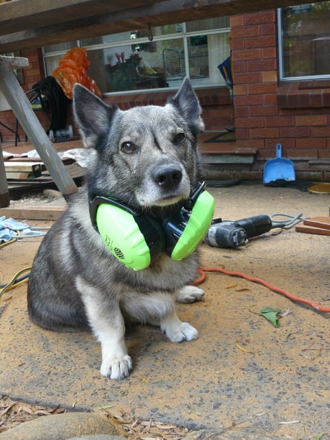 Multi talented Swedish Vallhund