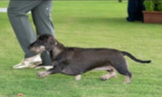 Aus CH Wyredach Chantilly Lace ~ Maggie Mae