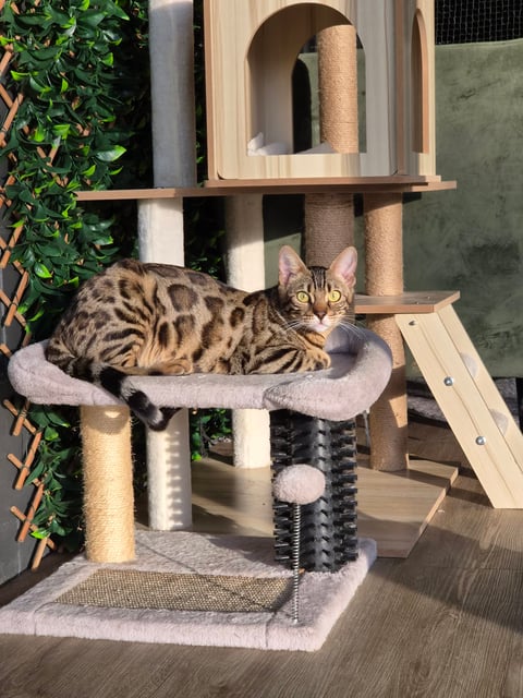 Nala - Queen