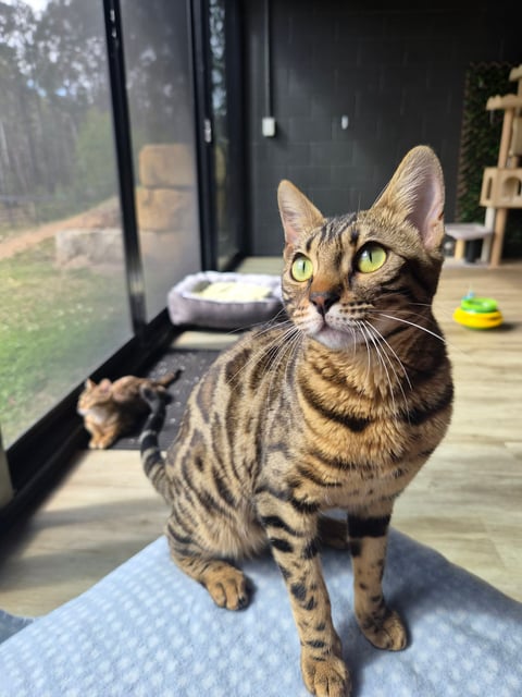 Nala - Queen