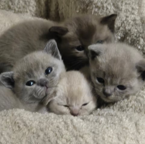 Red Sands Burmese Kittens