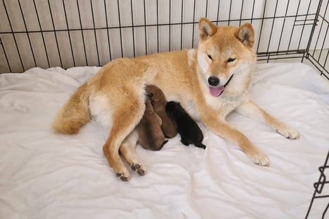New litter - 3 boys Shiba Inu Puppies Available